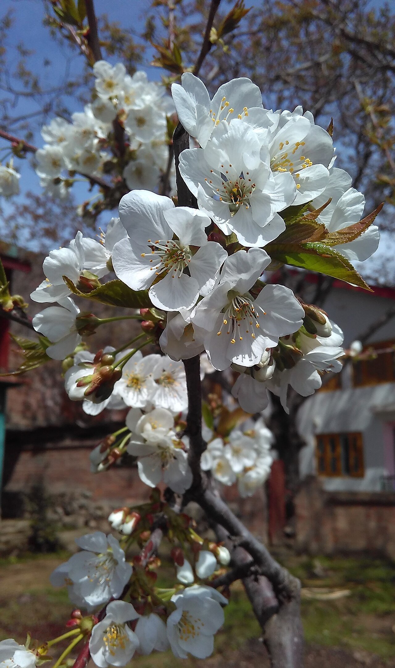 Best Time to Visit Kashmir: A Season-by-Season Guide