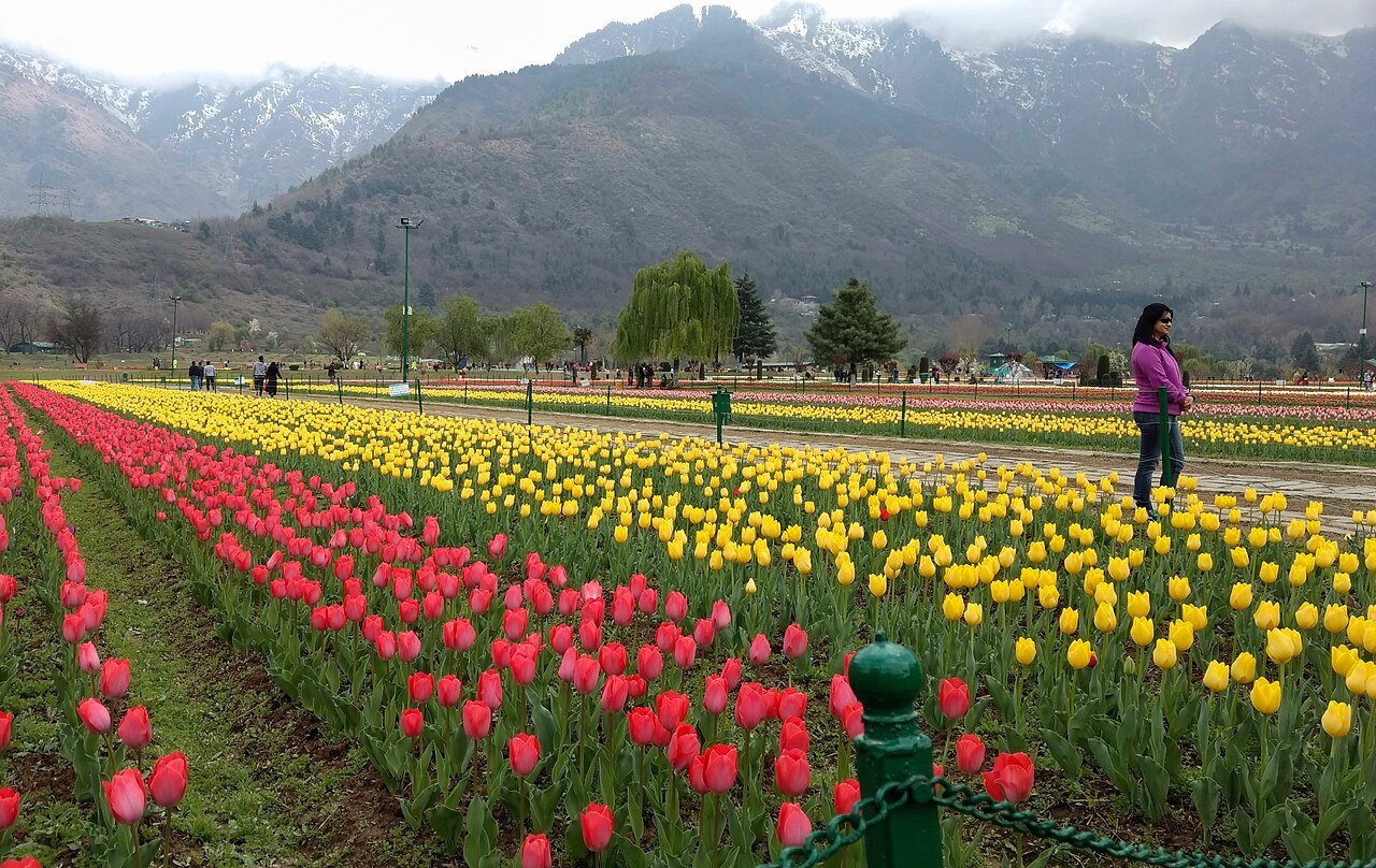 Spring in Kashmir — Tulips & Blossoms
